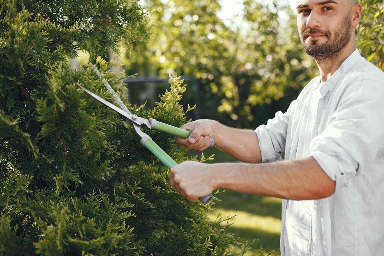 Tree Root Removal in Oldsmar, FL